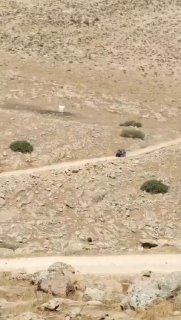 مستوطنون يشنون جولات استفزازية في عينون شرق طوباس
