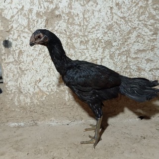 NAMANGAN DAKAN ISHQIVOZLARI
