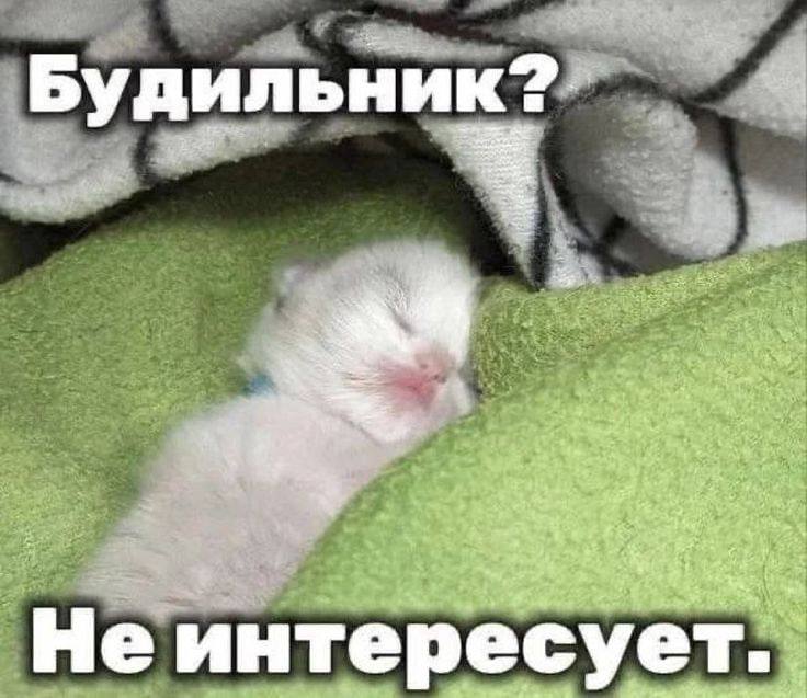 Неделя в самом разгаре, а это значит пора выбирать своего тотемного котика Какой сегодня вы? Я В ДОМИКЕ Please open Telegram to view this post VIEW... - изображение 6 - telegram, view, неделя