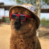 Russian_alpacas / Российские альпаки
