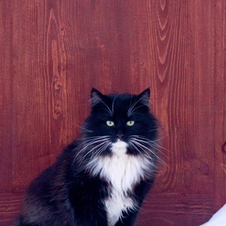 Telegram profile photo for Русские котики