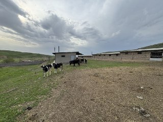 Ferma-kora sotiladi...