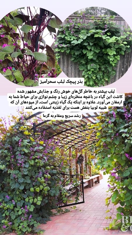 دنیای گیاهان: بذر پیچک لبلب سحرآمیزبسته ٣ عددی ٧۵ ت