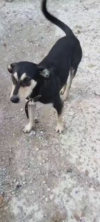 ליד בשביל עצמך, כלב מצא שני גורי חתולים בפח והביא אותם למקלט הסיפור התרחש בכפר שפסי שבטריטוריית קרסנודר. לפ…
