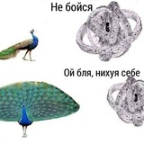 Colorful Peacocks 🦚 [в запое]