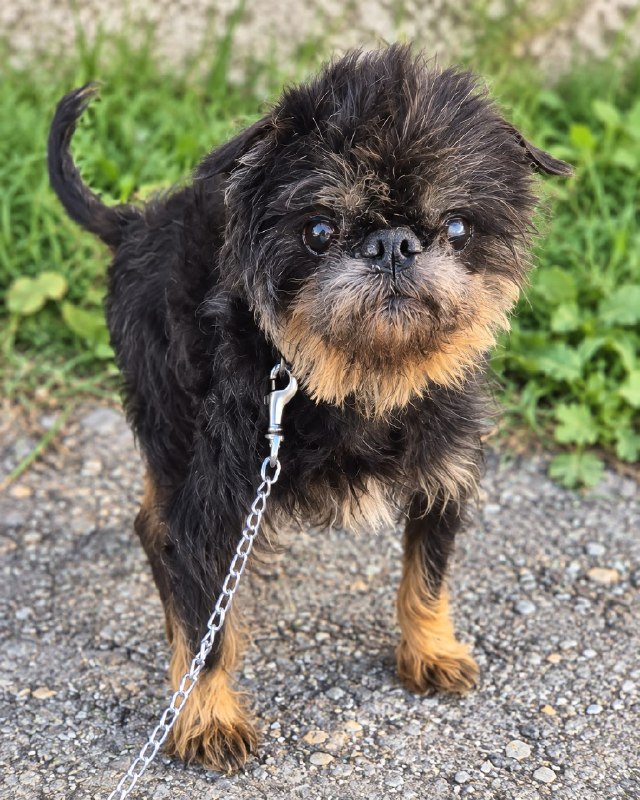 🏠🐶 Ищет дом немолодой кобелёк породы бельгийский...