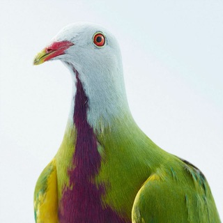 @🕊'pigeons market' የእርግብ ገበያ🕊