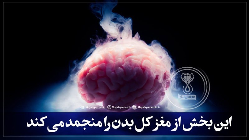 مجله پزشکی: این بخش از مغز کل بدن را منجمد می کند !🧠▫️با تمرکز عمیق، بدن ما می تواند به معنای واقعی کلمه وارد یک حالت معلق شود که طی