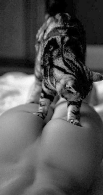 ⭐️ استــــــــــــsuperـــــــــــار ⭐️: میووو 🐈