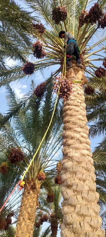 کانال خبری کنارصندل: 🌴 نمایی از برداشت خرما در روستای الله‌آباد دهقانی جیرفت@konarsandal