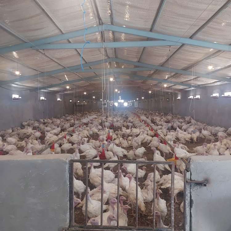 کانال قوچان خبر: 🟥 توسعه پروتئین سالم در قوچان؛ رونق پرورش بوقلمون با تولید ۱۲۰ تُن گوشت🔹حبیباله مقتدر مدیر جهاد کشاورزی شهرستان قوچان گ