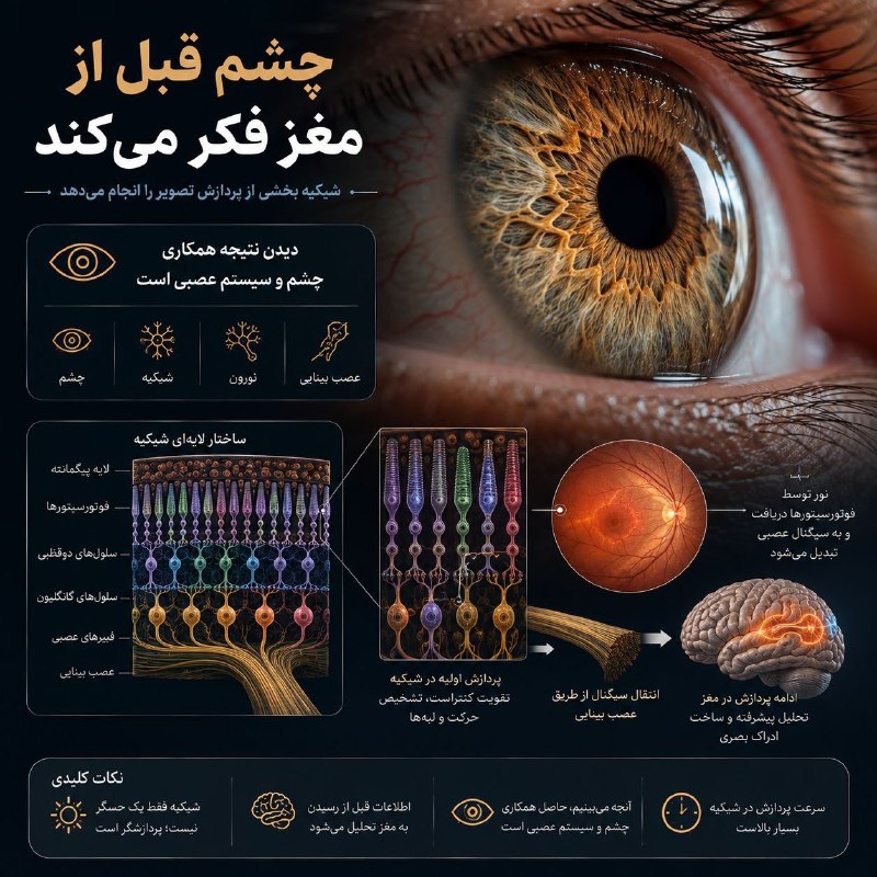کانال خبری شیز/تکاب: 🔴 چشم شما فقط تصویر نمیگیرد؛ اطلاعات را پردازش میکند🔸️ دیدن فقط ورود نور به چشم نیست. شبکیه بخش پیچیدهای از سیستم عصب