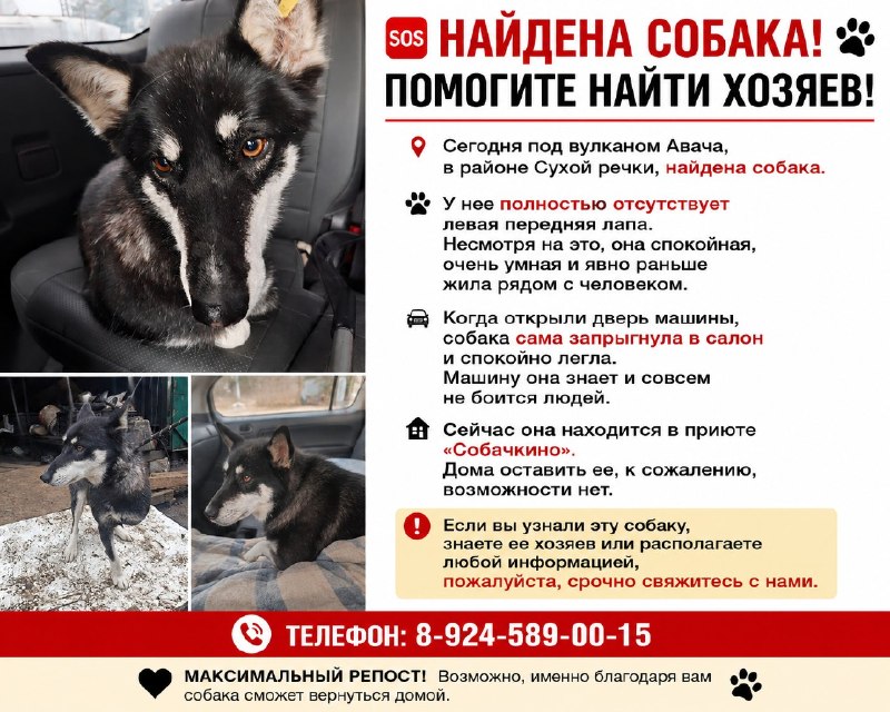 🆘 НАЙДЕНА СОБАКА! ПОМОГИТЕ НАЙТИ...