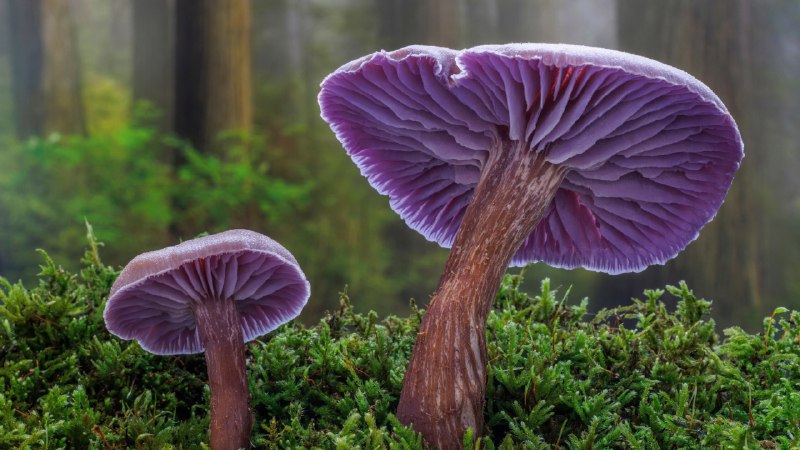 The spore the merrierAmethyst laccaria mushrooms, Seabeck, Washington (© Danita Delimont/Shutterstock)
