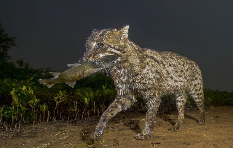 چی بخونم: ✅️ Hunterتلفظ: /hʌn.tər'/نقش دستوری: اسم (noun)معنی: شکارچیمثال:Animals in the cat family are hunters.اعضای خانواده گربه