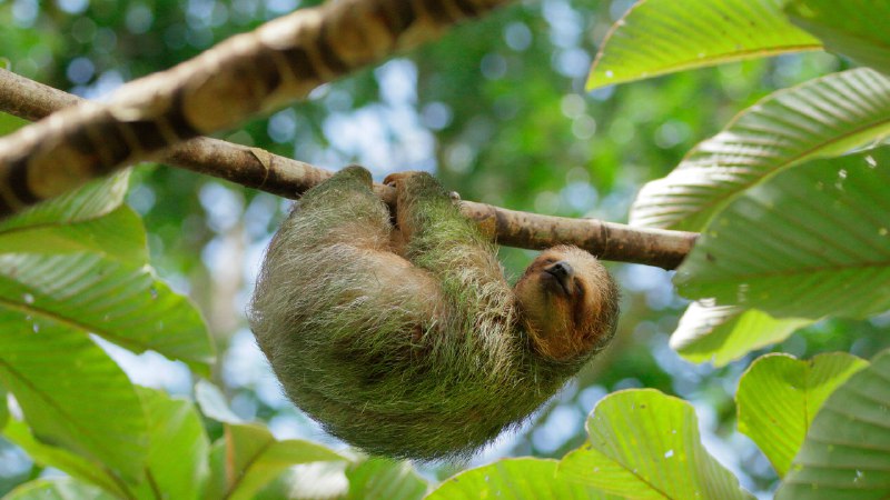 Hello from the upside-down!Brown-throated three-toed sloth sleeping in cecropia tree, Costa Rica (© Juan Carlos Vindas/Getty Images)
