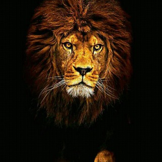 Netflix update Telegram Group Link