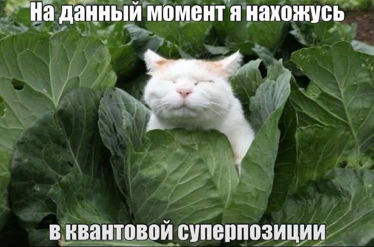 Image from a post by Аптуми (up to me)