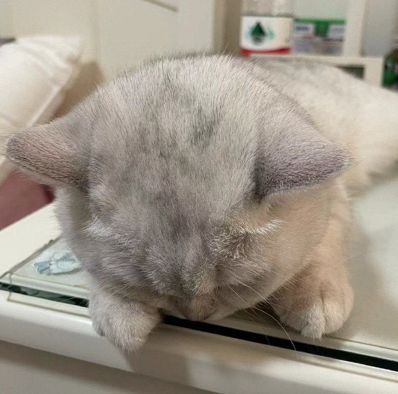 世界上怎么会有这么可爱的小猫呢，永远粘着人，睡觉也要在人面前