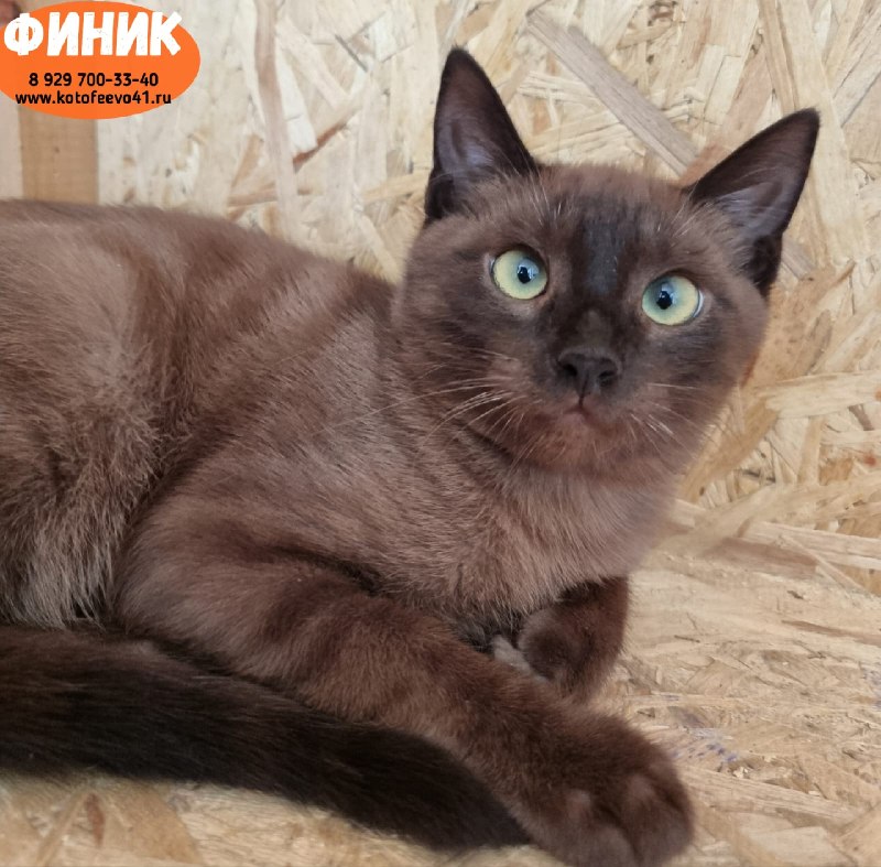 Котёнок *Финик*
Возраст 5 месяцев.
Застенчивый...