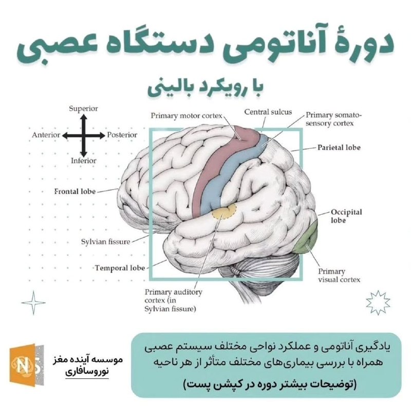 brainbee: 🧠 دوره آموزشی آناتومی دستگاه عصبی (با رویکرد بالینی) -دوره 21th💠برگزار کننده:نوروسافاری - موسسه آینده مغز💠شروع دوره: ۱۰