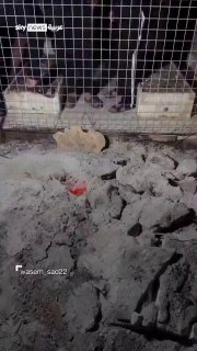 אש הבוקעת מקבר גורמת לטרור בעיראק.. מה הסיפור שלה? שמיים חברתיים