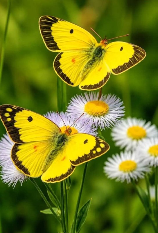 استغفار: ۰برای آدمها مرز بگذار ..برای صمیمیت با آدمها حد و مرز تعریفکن، مرز رفتار ، مرز گفتار ، مرز شوخی وخنده. مهمتر از همه ای