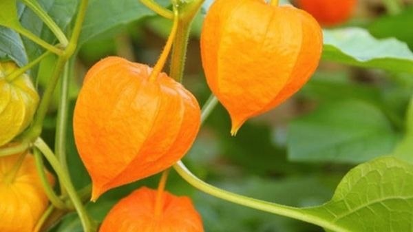 آخرین خبر اردبیل: برداشت ۵۰ تن فیسالیس از مزارع پارسآباد🔹مدیر جهاد کشاورزی شهرستان پارسآباد: امسال در مجموع پنج هکتار از اراضی این شهرست