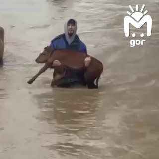 Дагестанских коровок на руках выносят из затопленных дворов.Некоторые из них ждали спасения несколько дней. В селе Ново-Цилитли вода только сейчас ушла настолько, что местные смогли эвакуировать животных.❤ Если не загружаются видео и фото, наши новости ест