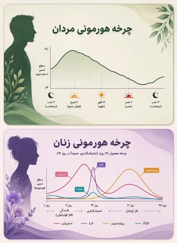 experintialtravel: 🔴 تفاوت چرخه هورمونی دخترا و پسرا.بخاطر همینه یه پسر هیچوقت نمیتونه یه دختر رو درک کنه.🆔 @experintialtravel