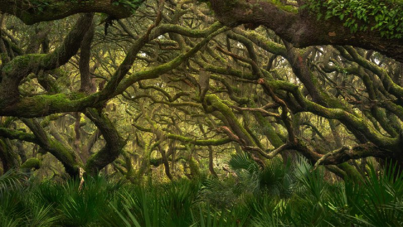 Coastal quiet, untamed lifeMaritime forest in Cumberland Island National Seashore, Georgia (© Chris Moore/TANDEM Stills + Motion)