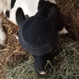 rio de kolxoz c bors🐄