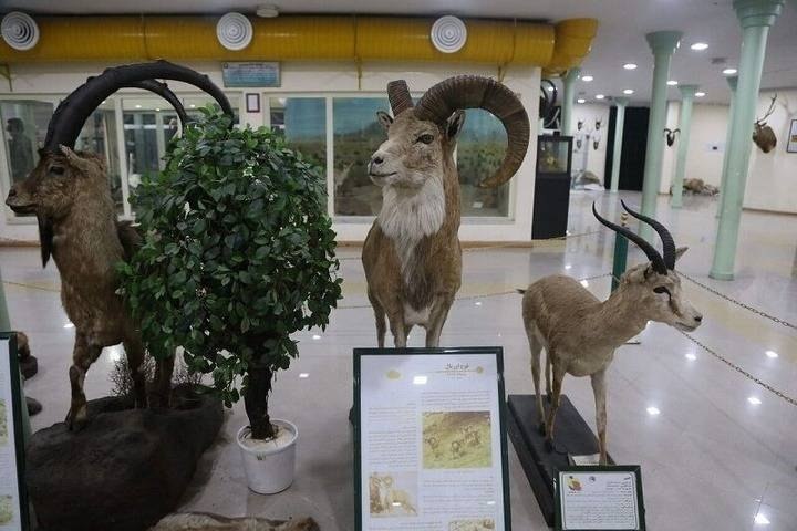 گیل خبر: 🔵به مناسبت هفته دولت، بازدید از موزه تاریخ طبیعی و تنوع زیستی گیلان رایگان شد🔹️همزمان با گرامیداشت هفته دولت، بازدید از 