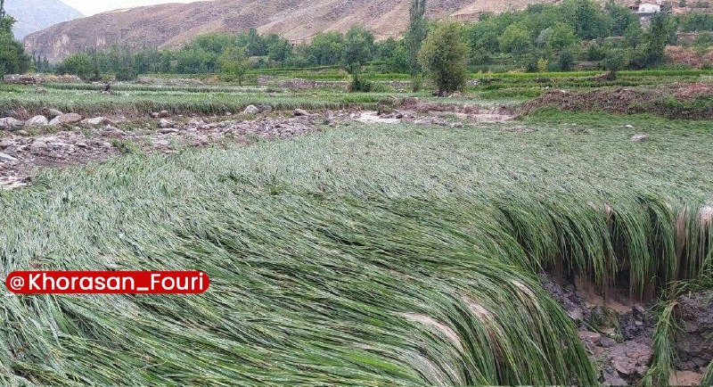خراسان فوری (مشهد): سیل به مناطق روستایی کلات و درگز در خراسان رضوی خسارت زد🔹فرمانداران شهرستانهای درگز و کلات در شمال خراسان رضوی در گفت و