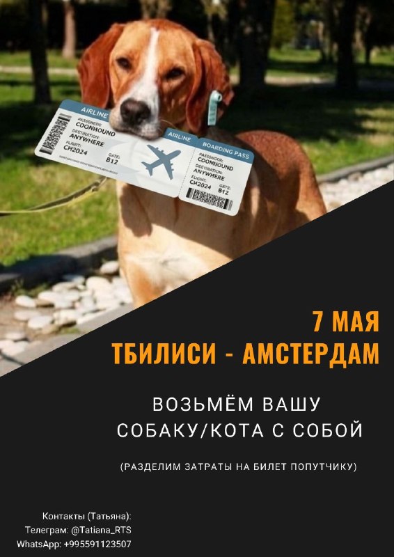 7 мая Фредди летит из Тбилиси в Амстердам (Transavia). — фото 1