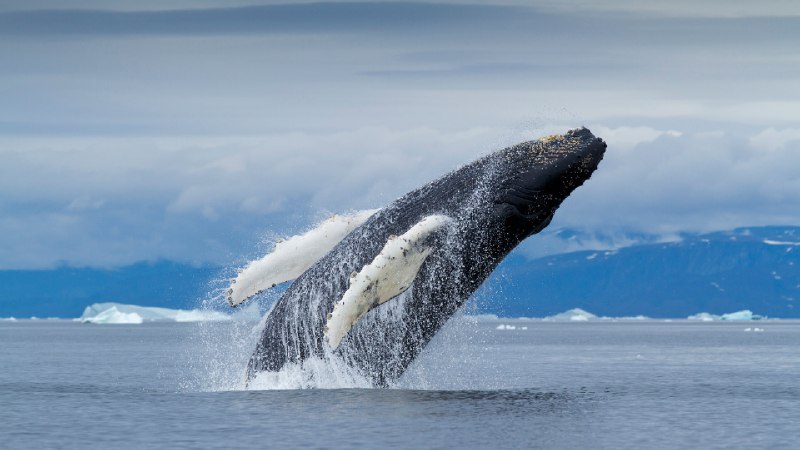 Humpback whale, Disko Bay, Greenland (© Paul Souders/DanitaDelimont.com)December 28, 2023 at 07:00AM