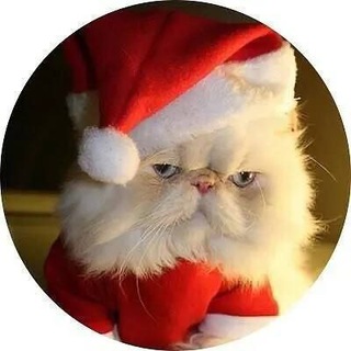 Telegram profile photo for ڪِٰـِۢرسِٰـِۢمِٰـِۢسِٰـِۢ 🌙💛