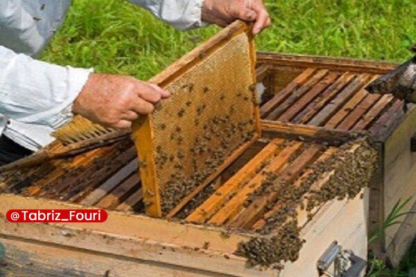 تبریز فوری: پیشبینی برداشت ۵۰۰ تن عسل از زنبورستانهای مرند🔹در پی بارشهای مناسب و بهبود پوشش گیاهی و شرایط تولید در سال جاری، بردا