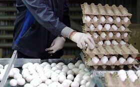 اخبار ایران ✔: ایسنا به نقل از یک مسئول:درحالحاضر قیمت یک شانه تخممرغ دو کیلوگرمی، بسته به وزن دقیق آن، حدود ۵۶۰ تا ۵۷۰ هزار تومان ا