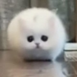 мерв адопты 🐾