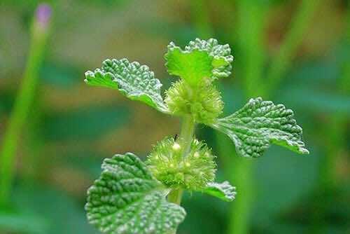 قیدار آنلاین: 🍏 عرق فراسیون و بانوانعرق فراسیون قاعده آور است و به تقویت تخمدان بانوان کمک بسیار می کند. همچنین برای از بین بردن کیست 