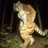 macan.ton