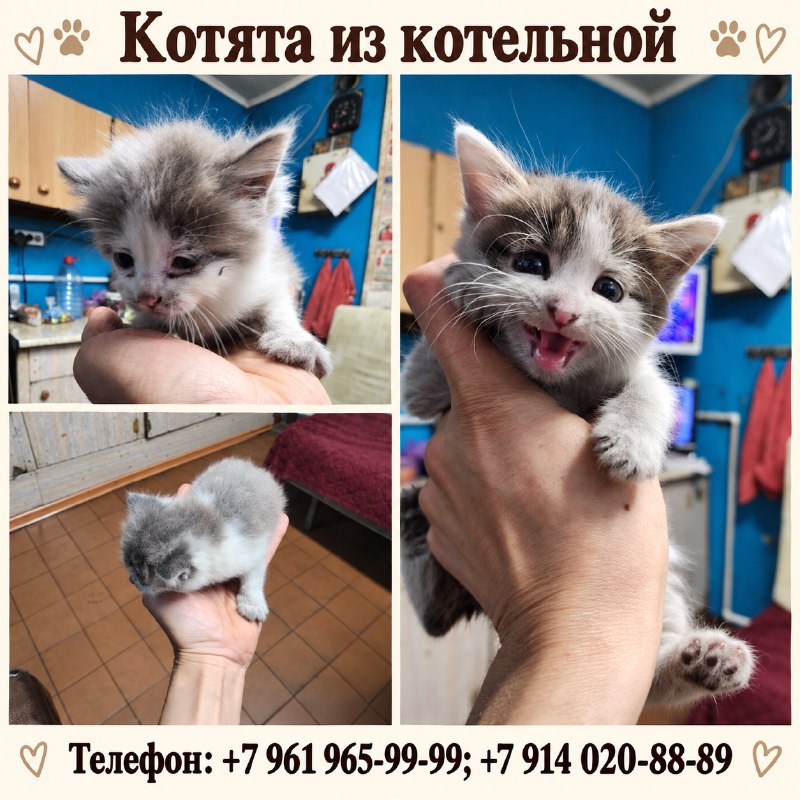 Котятам из котельной нужен дом.

Маленьким светлым...