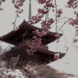 𝑪𝒐𝒐𝒑 库珀