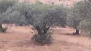 Settlers steal olives from Palestinian lands in the town of Deir Belot, west of Salafit.