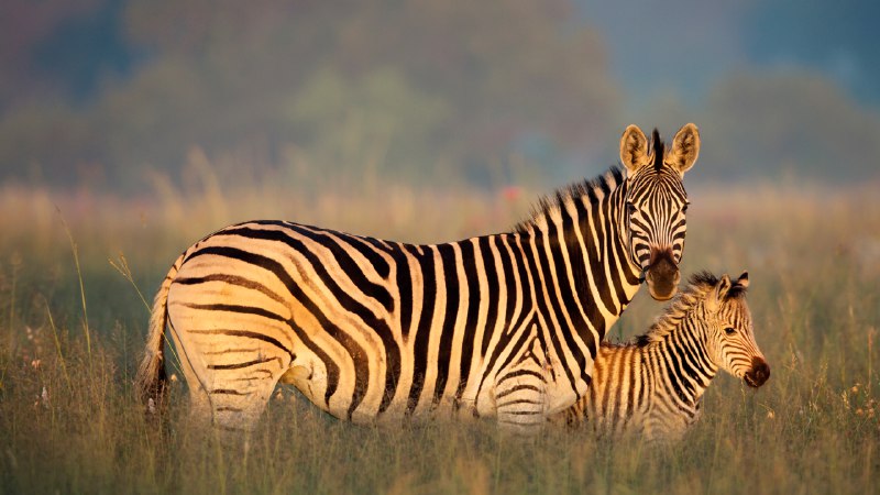 Stripe a poseBurchell's zebra mother and foal, Rietvlei Nature Reserve, South Africa (© Richard Du Toit/Minden Pictures)