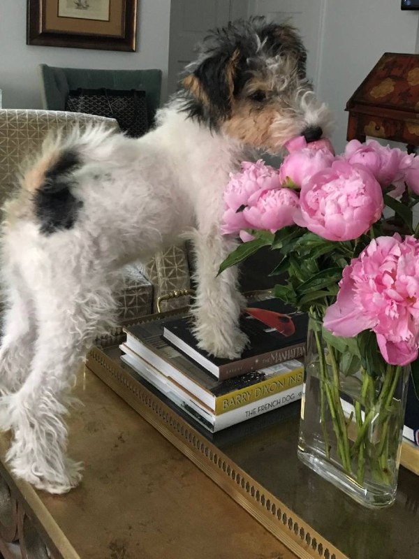 Питомцы в интерьере для вашего хорошего настроения Please open Telegram to view this post VIEW IN TELEGRAM - изображение 4 - telegram, view, питомцы