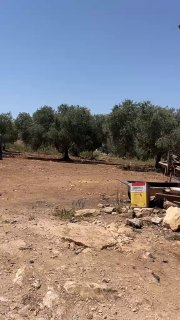 مستوطنون يقتحمون أراضي المواطنين بقرية ميثلون جنوب جنين