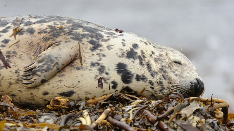 A perfectly timed napGray seal sleeping on the beach, Orkney Islands, Scotland (© Andrew Mason/Minden Pictures)