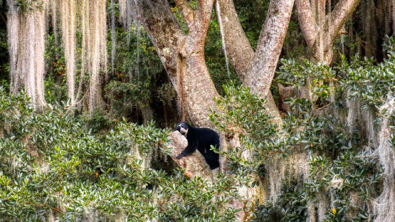 Spectacles in the wildSpectacled bear resting in tree, Ecuador (© Andy Rouse/Nature Picture Library)